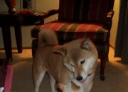 开云体育官网-决胜时刻的孤胆英雄，当快船掀翻勇士，德罗赞在欧冠赛场接管比赛