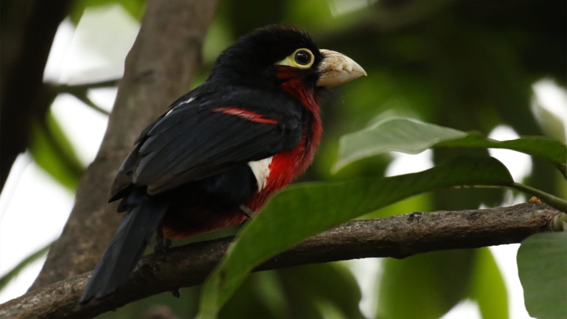 加纳铁壁锁银河战舰，莱奥一剑封喉定乾坤—非洲足球哲学对欧洲霸权的战术解构